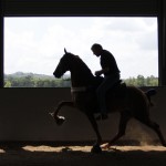Walking Horse Silhouette